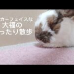 多頭飼いうさぎのひとり散歩🐰