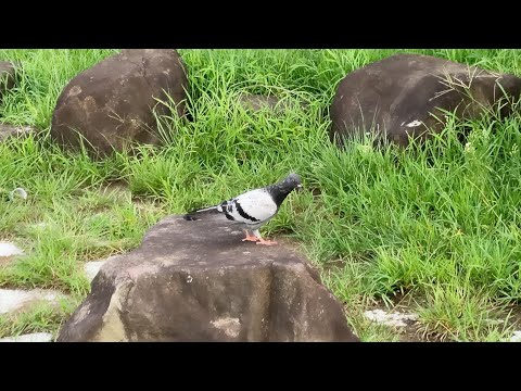 【葛西臨海公園】まったり男一人旅で風音を聴くASMR /Vlog