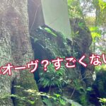 【女ひとり旅】熱海・来宮神社行ってみた。見るだけで運気アップ⭐︎伊豆パワースポット・巫女さんにも遭遇