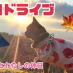 【平日ドライブ】犬と猫とおひとりさまの休日〜恥ずかしがり屋の富士山と紅葉筵〜