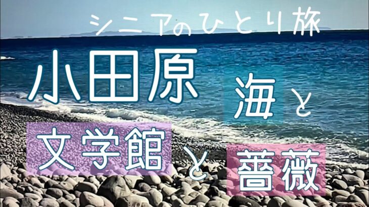 小田原　海　文学館　薔薇　秋散歩　シニアのひとり旅