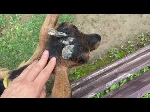 【埼玉県一人旅】権現堂公園を一人でとことこ散歩してきた