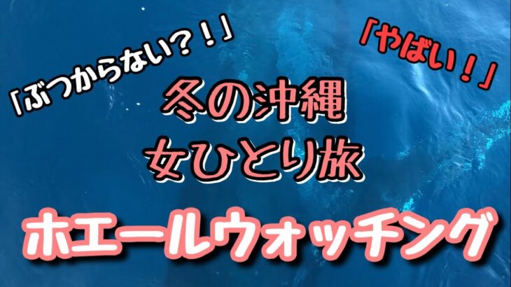 【40代女のひとり旅】ホエールウォッチングしたらレア場面に遭遇したぽい