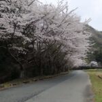 近所好きな場所～一人の花散歩