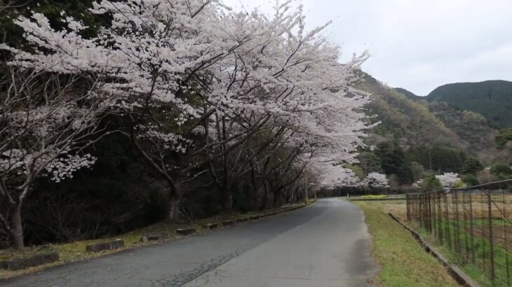 近所好きな場所～一人の花散歩