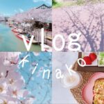 【vlog】桜🌸さくら🌸満開。一人でも充分に楽しめる花見散歩🐾