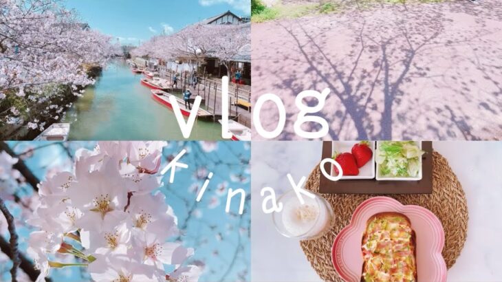 【vlog】桜🌸さくら🌸満開。一人でも充分に楽しめる花見散歩🐾