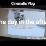 猫と休日の午後　シネマティックvlogにしてみた　#猫動画 #シネマティック #gopro
