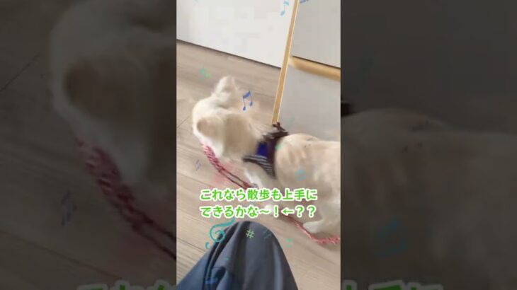 【子犬・保護犬】リードを自ら咥えて散歩する子犬（一人散歩）　＃shorts