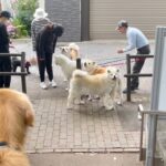 一人で秋田犬４頭を散歩する超人と遭遇した・・・