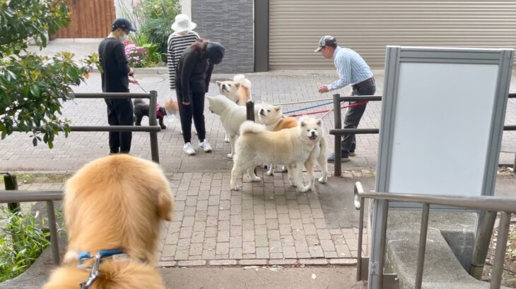 一人で秋田犬４頭を散歩する超人と遭遇した・・・