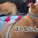 暑い中散歩～のまめ＆海ちゃん公園散歩#柴犬#まめきちチャンネル