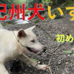 紀州犬いずも一人散歩（Kishu Inu Izumo walking alone）【Samurai dog TV】