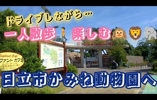 ドライブしながら…一人散歩🚶日立市かみね動物園　#かみね動物園 #動物園 #動物 #動物園の動物 #茨城 #日立市 #ドライブ #散歩