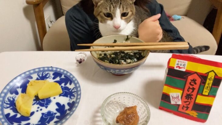 【咀嚼音】さけ茶づけ梅茶づけ海苔茶づけとたくあんを食べる簡単ごはん動画/ASMR/女ひとり飯with ねこ