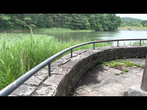 郡山市 待池公園【福島県一人旅】散歩 風の音 蝉の声