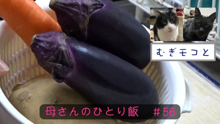 【母さんのひとり飯 #56】反応がイマイチな猫とシチュー