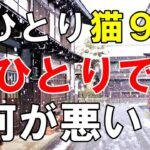 【生涯独身】孤独な男　おみくじを引いたら恋愛はあきらめなさい！と言われた【シニア一人旅】