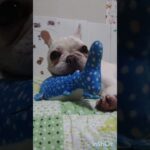 疲れてないの？散歩も、爆走する子犬！ #フレンチブルドッグ #クリーム女の子 #子犬 #frenchbulldog #お散歩 #フレブル #赤ちゃん犬 #一人遊び #生後８ヶ月パピー