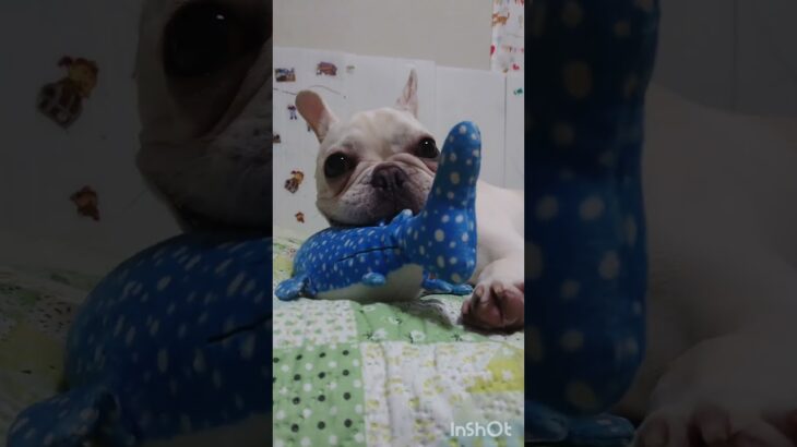 疲れてないの？散歩も、爆走する子犬！ #フレンチブルドッグ #クリーム女の子 #子犬 #frenchbulldog #お散歩 #フレブル #赤ちゃん犬 #一人遊び #生後８ヶ月パピー