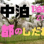 【40代女の1人旅】車中泊して京都のしだれ桜を見に行く#車中泊　#一人旅　#40代女の一人旅