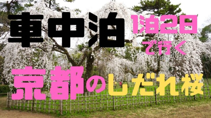 【40代女の1人旅】車中泊して京都のしだれ桜を見に行く#車中泊　#一人旅　#40代女の一人旅