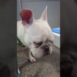 お散歩日和、テンションフルMAXの子犬！ #フレンチブルドッグ #子犬 #クリーム女の子 #frenchbulldog #お散歩 #一人遊び #フレブル #生後９ヶ月パピー#わんこ