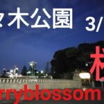 やりなおしです【代々木公園】【一人早朝花見】原宿スタートで桜を探す　cherry blossoms
early morning walk　ＡM5