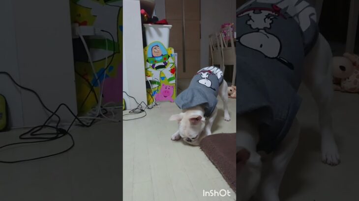 お散歩日和だったよ！走る！飛ぶ！子犬！ #フレンチブルドッグ #子犬 #クリーム女の子 #frenchbulldog #お散歩 #一人遊び #生後９ヶ月パピー#わんこ#フレンチ子犬