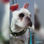 お散歩楽しいな‼️#フレンチブルドッグ #子犬 #クリーム女の子 #frenchbulldog #お散歩 #一人遊び #生後9ヶ月パピー#わんこ#赤ちゃん犬#フレブル子犬