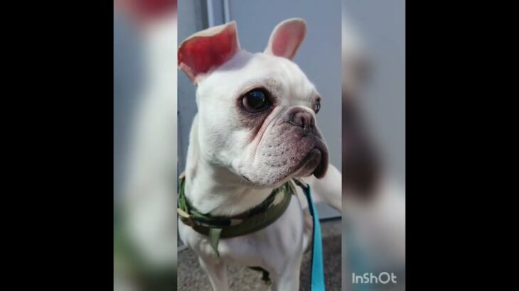 お散歩楽しいな‼️#フレンチブルドッグ #子犬 #クリーム女の子 #frenchbulldog #お散歩 #一人遊び #生後9ヶ月パピー#わんこ#赤ちゃん犬#フレブル子犬