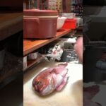 【神戸グルメ】和職人が創る海鮮居酒屋のコスパランチ！
