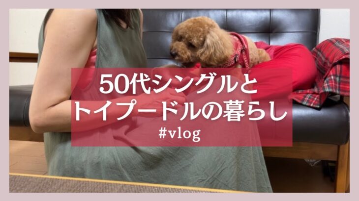 50代シングルとトイプードルの休日。#おひとりさま#トイプードル