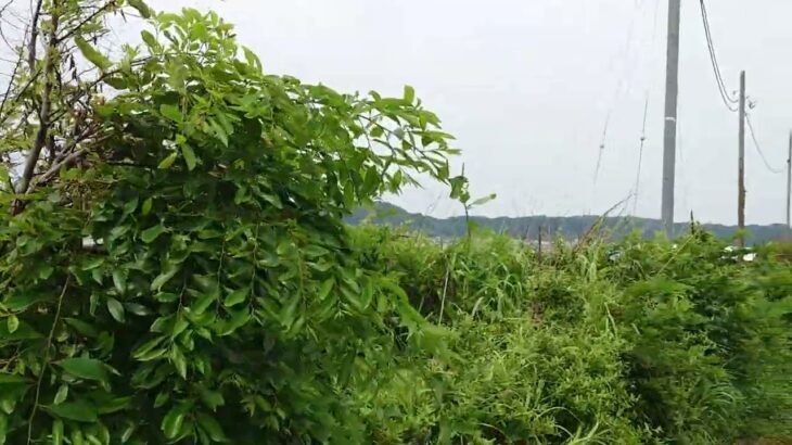 （歌）湘南を　一人鼻歌　散歩した　※其の一