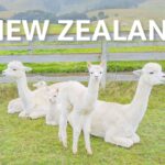 ニュージーランドひとり旅vlog | アルパカとふれあえる丘の上のアルパカ牧場🦙