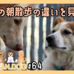 【雑種保護犬】#64 ２匹の朝散歩の違い。~挨拶回りのｺｲｯﾇ、一人で散歩を楽しむｲｯﾇ~【散歩録】