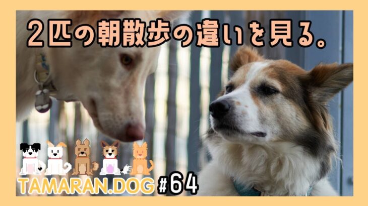 【雑種保護犬】#64 ２匹の朝散歩の違い。~挨拶回りのｺｲｯﾇ、一人で散歩を楽しむｲｯﾇ~【散歩録】