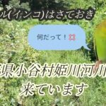 50の手習いソロキャンプ残暑お見舞い申し上げます　長野県小谷村姫川河川敷