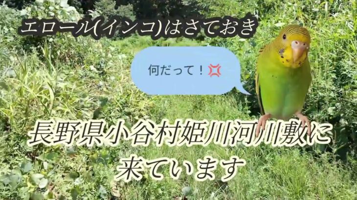 50の手習いソロキャンプ残暑お見舞い申し上げます　長野県小谷村姫川河川敷