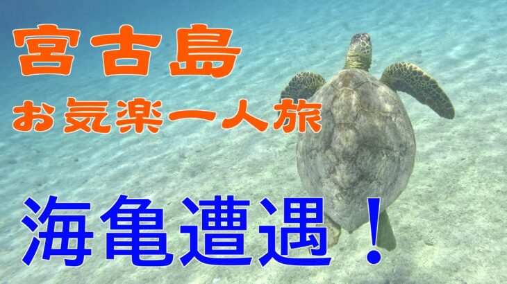 【宮古島】中年男の一喜一憂旅【海ガメ】