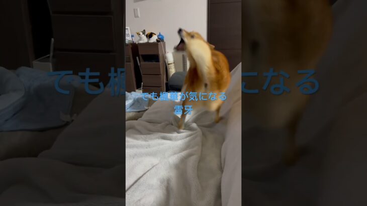 ♯柴犬　♯散歩　雷牙の一人遊び