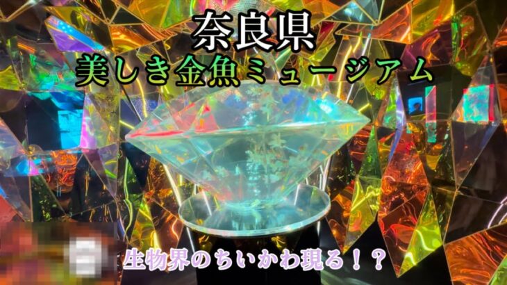 【男ひとり旅】奈良県に行く！金魚ミュージアムがヤバ過ぎた！生物界のちいかわ発見！？2023年8月2日目編