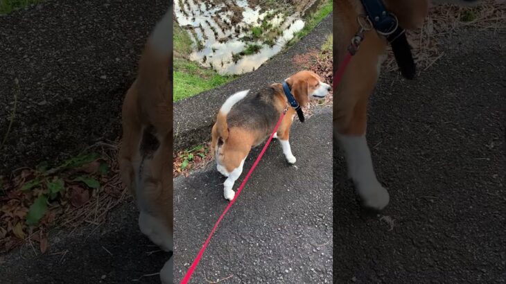 【一人前犬】嬉しそうに段差を登ってお散歩を楽しむビーグル犬はこうなります