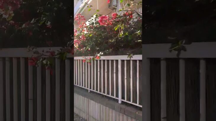 walking dog and watching Spanish patios | 犬一人でスペインのパティオを散歩 #shorts #dog