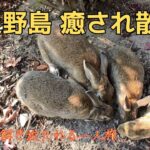 【男一人旅】大久野島でうさんぽ