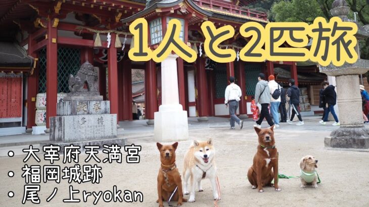 【Vlog】九州旅行2日目。愛犬と福岡旅！【1人と2匹旅】