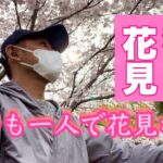 市営住宅に住む独身男が散歩がてら一人でちょっとお花見してみしました。