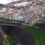 湯殿川桜　側道一人散歩