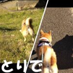 柴犬れんりん 母が一人で連れていくお散歩風景