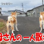 お母さんの一人散歩♪　【ごん・みく】ファミリー秋田紀行　秋田犬【ごん・みく チャンネル】